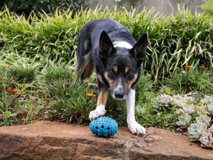 Zdjęcie do artykułu: Największe mity o psach, które wciąż powtarzamy