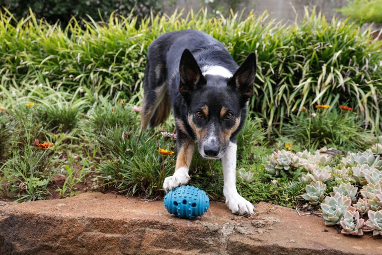 Zdjęcie do artykułu: Największe mity o psach, które wciąż powtarzamy