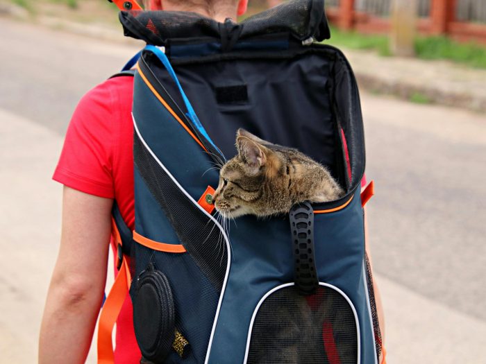 Zdjęcie do artykułu: Jak wybrać transporter i przygotować kota do podróży